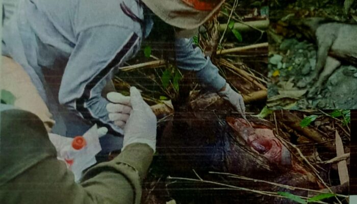 Kematian Satwa Liar di Kawasan TNBNW Diduga Terserang Virus ASF