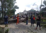 BPBD Kota Gorontalo Imbau Warga Laporkan Pohon Rawan Tumbang