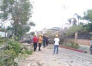 Pohon Besar Tumbang di Ruas Jalan Cendrawasih Gorontalo
