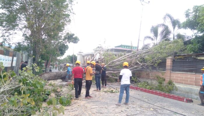 Pohon Besar Tumbang di Ruas Jalan Cendrawasih Gorontalo