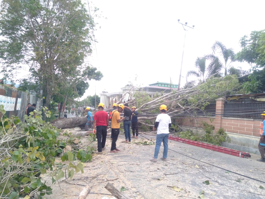 Pohon Tumbang Gorontalo