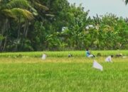 Petani di Kota Gorontalo Bakal Terima Asuransi Jika Gagal Panen