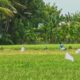 Lahan Pertanian Sawah di Kota Gorontalo