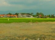 Jadi Sasaran Pembangunan, Luas Sawah di Kota Gorontalo Berkurang