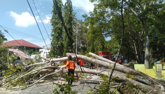 Lagi, Pohon Berukuran Besar Tumbang di Kota Gorontalo