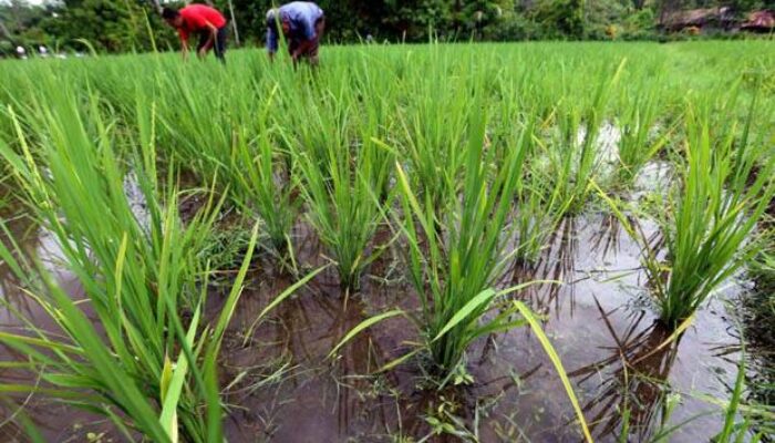 KEMENTAN RI Targetkan Produksi Beras 2024 Meningkat 2,5 juta Ton