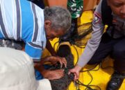 Buaya 2 Meter Masuk Jaring Nelayan di Tilamuta