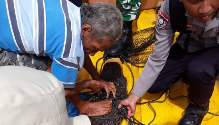 Buaya 2 Meter Masuk Jaring Nelayan di Tilamuta
