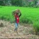 Rumput Odot