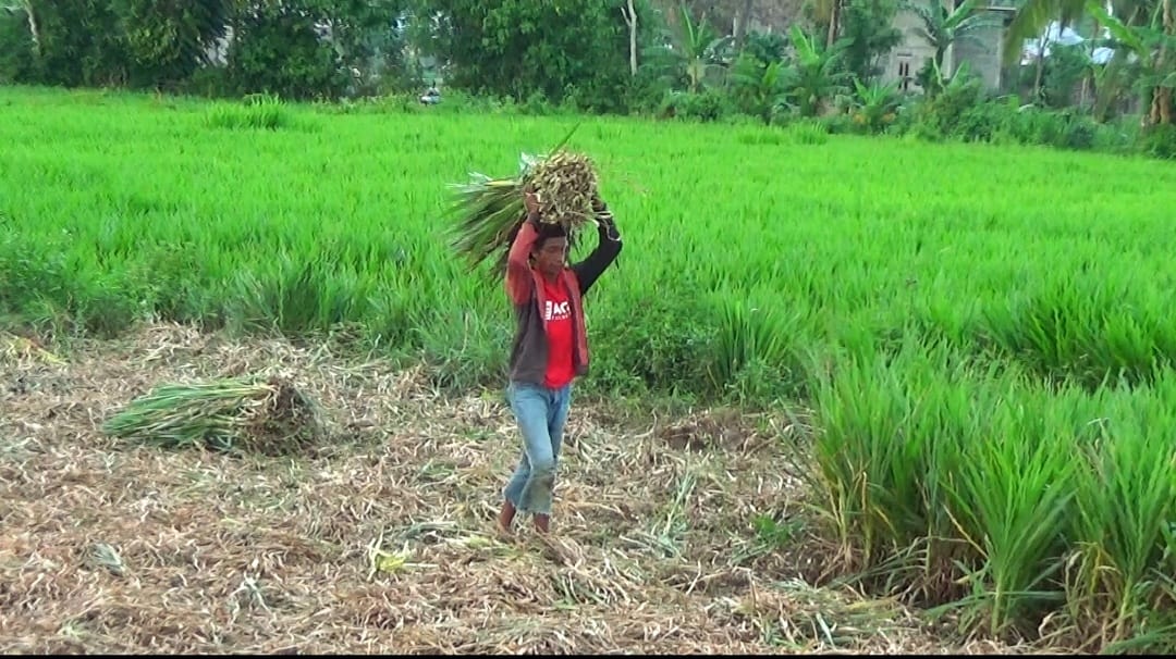 Rumput Odot