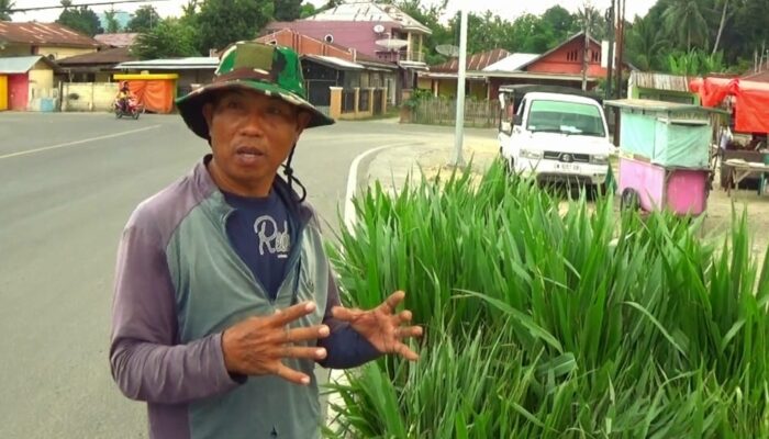 Kisah Petani Jual Rumput Odot di Gorontalo, Raup Untung Jutaan Rupiah