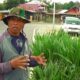 Petani Rumput Odot