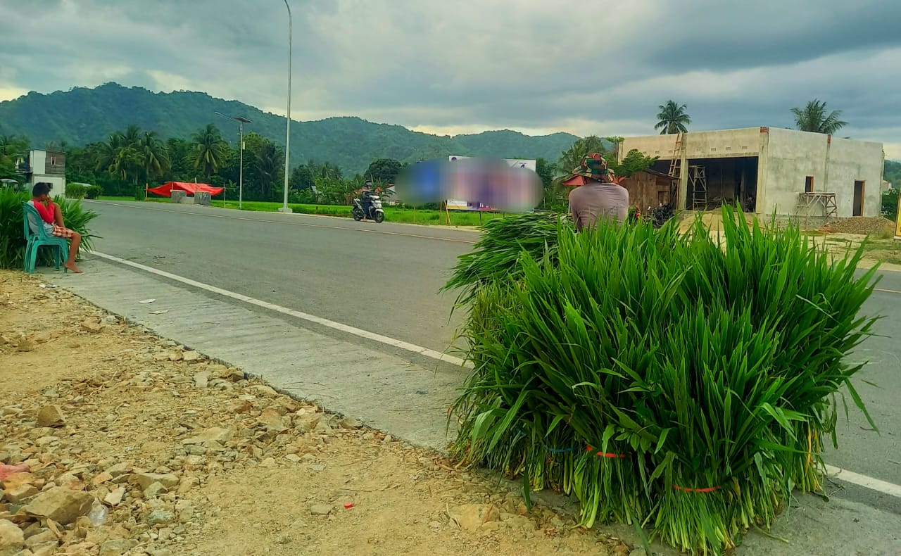 Rumput Odot