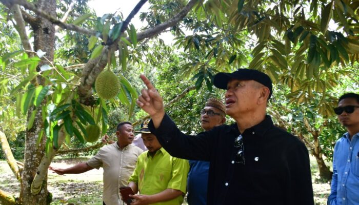 Pemkab Pohuwato Belajar Budidaya Durian di Parimo Sulteng
