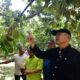 Budidaya Durian