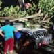 Korban Pohon Tumbang