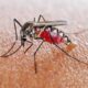 Malaria Pohuwato