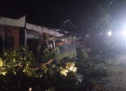 Pohon Tumbang di Gorontalo, Timpa Gerobak Pedagang Sedang Jualan