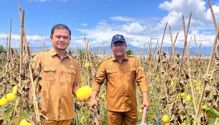 Budidaya Melon Golden di Barakati Diharapkan Perkuat UMKM