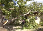 Pohon Tumbang Timpa Aula Kantor Camat Tilango, Proses Rekapitulasi Dipending