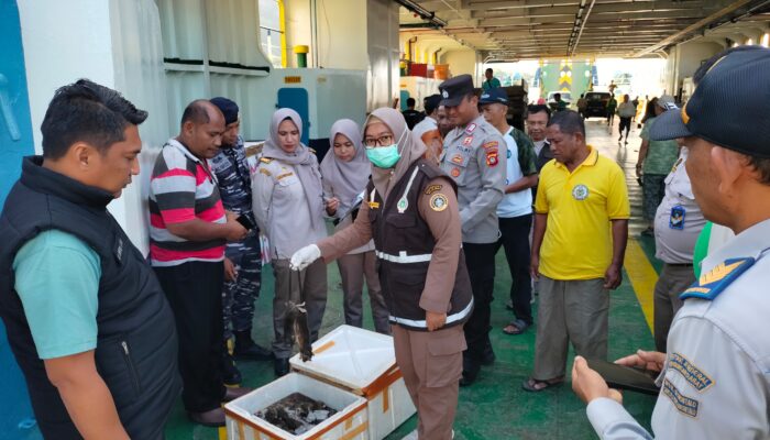 Bawa Ratusan Tikus Mati, Seorang Penumpang Kapal di Gorontalo Diamankan