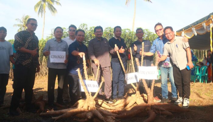 Program RG dan Peran PT Seruniandal Citra Mandiri Tingkatkan Produktivitas Singkong di Gorontalo
