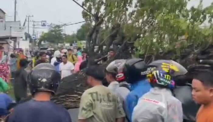 Bentor Tertimpa Pohon Tumbang di Gorontalo, 1 Penumpang Tewas