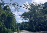 Pohon akan Roboh di Jalan Trans Marisa Resahkan Pengendara