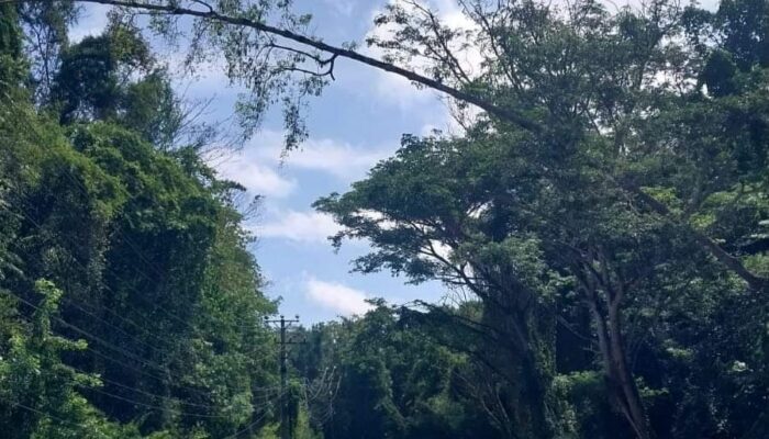 Pohon akan Roboh di Jalan Trans Marisa Resahkan Pengendara