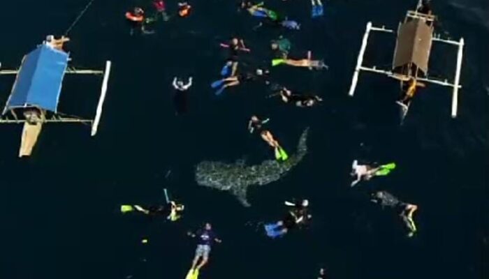 30 Turis Asing Langgar SOP di Wisata Hiu Paus Botubarani