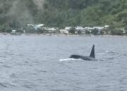 Paus Orca Muncul, Hiu Paus Menghilang di Wisata Botubarani