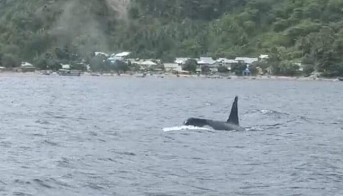 Paus Orca Muncul, Hiu Paus Menghilang di Wisata Botubarani