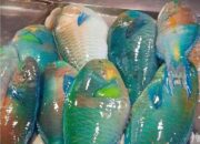 Stop berburu Ikan Kakatua, Simak Alasannya!