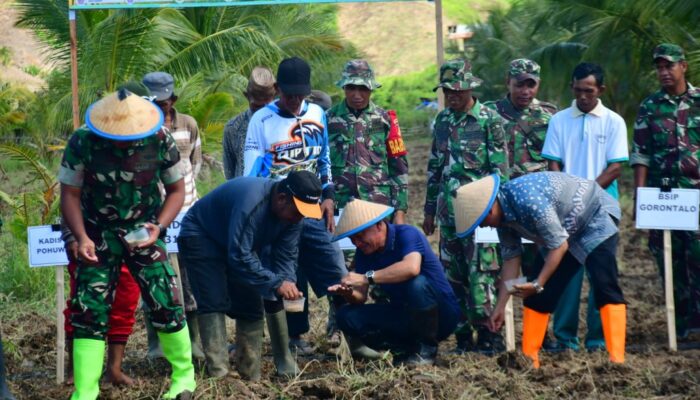 Pemda Pohuwato Tanam Padi Gogo di Lahan Seluas 120 Hektar
