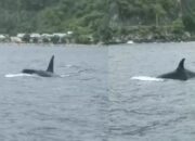 Pasangan Paus Orca Jantan dan Betina Terlihat di Perairan Olele