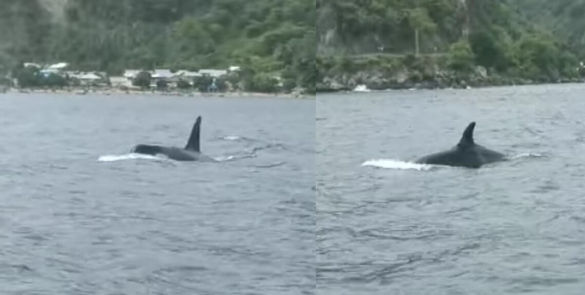 Paus Orca di Gorontalo