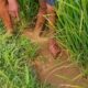 Sawah tercemar