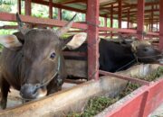 Harga Sapi Kurban Tahun 2024 di Gorontalo Tergolong Murah
