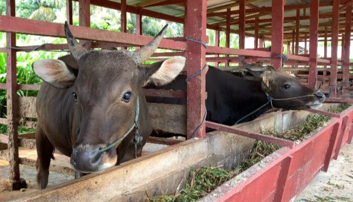 Harga Sapi Kurban Tahun 2024 di Gorontalo Tergolong Murah
