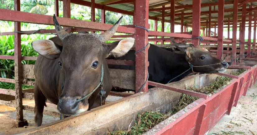 Harga Sapi Kurban