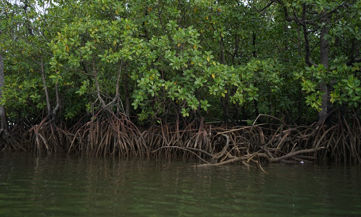 Mangrove Uwedikan