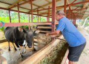 Minat Pembeli Sapi Kurban di Gorontalo Menurun Jelang Idul Adha