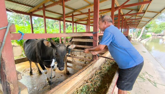 Minat Pembeli Sapi Kurban di Gorontalo Menurun Jelang Idul Adha