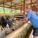 Sapi Kurban