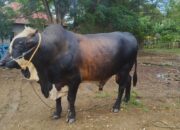 Gorontalo Terima Bantuan Sapi Kurban dari Presiden