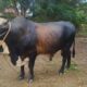 Sapi Presiden