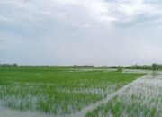2.765 Hektar Lahan Pertanian Terdampak Banjir di Kabupaten Gorontalo