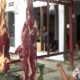 Sapi Antraksaa