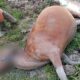 Sapi Mati