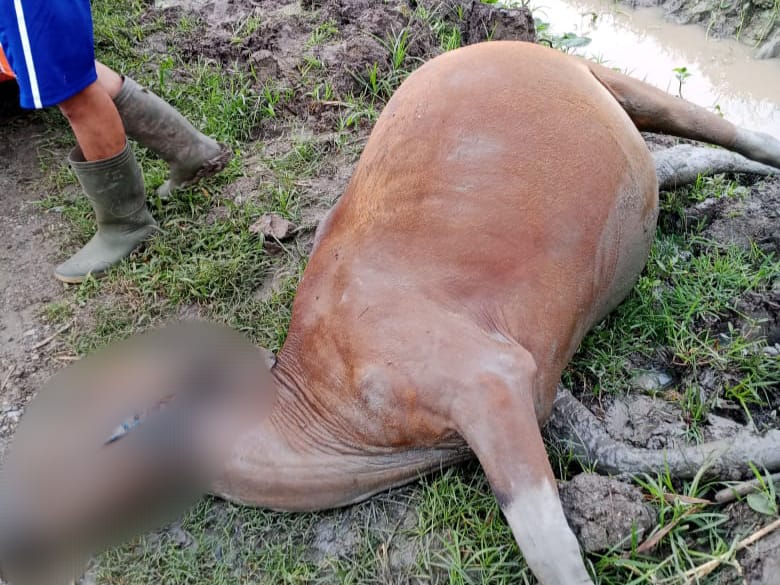 Sapi Mati